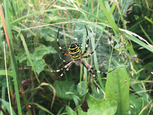 wasp spider